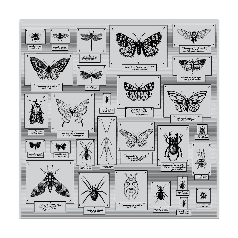 Animals & Pet