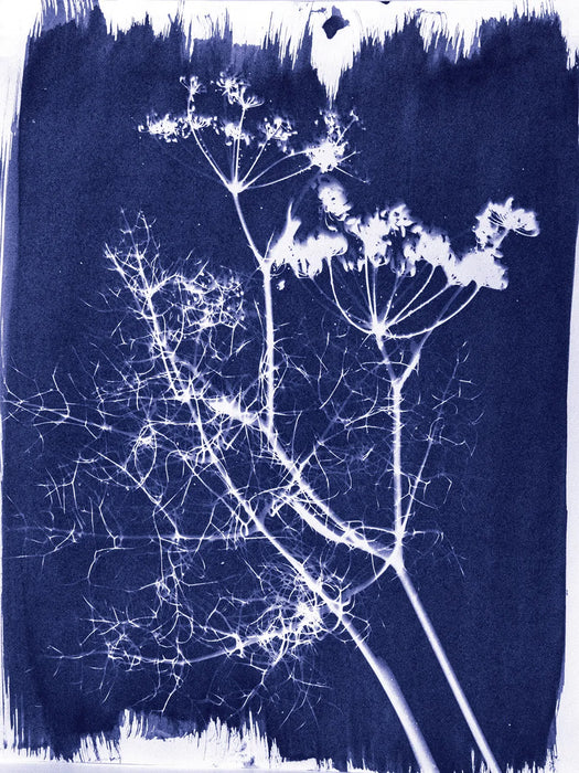 Jacquard Cyanotype Chemistry Set