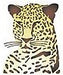 Sceptre Seven Designs - Stencils - Leopard Head