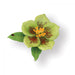 Sizzix - Thinlits Die Set 9PK - Flower, Helleborus