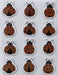 Little Birdie 3D Embellishment 12/Pkg Ladybug Sparkle