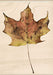 Inkadinkado - Wood Mounted Stamps - Maple Leaf