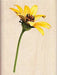 Inkadinkado - Wood Mounted Stamp - Sunflower