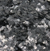 Mica Flakes – Black 3-5 Mm – 10g 30ml