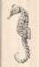 Inkadinkado - Wood Mounted Stamp - Seahorse